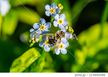 Bee pollinates delicate blue flowers in a lush garden during springtime, showcasing nature's vibrant ecosystem and essential role of insects Bee pollinates delicate blue flowers in a lush garden during springtime, showcasing nature's vibrant ecosystem and essential role of insects 123692080