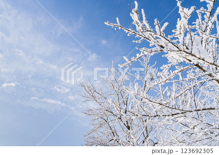 雪が積もった樹木と青空のコントラスト 雪が積もった樹木と青空のコントラスト 123692305