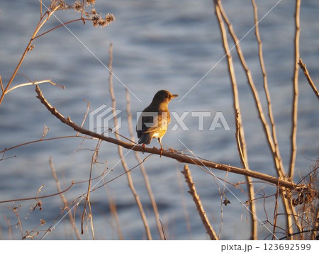 早春の荒川河川敷の木にとまるアカハラ 123692599