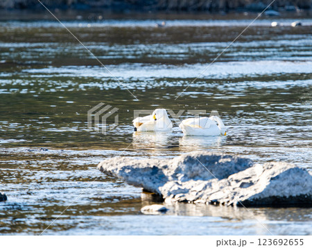 首都圏の荒川で越冬する優雅で美しい白鳥たち 123692655