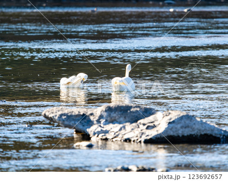 首都圏の荒川で越冬する優雅で美しい白鳥たち 123692657