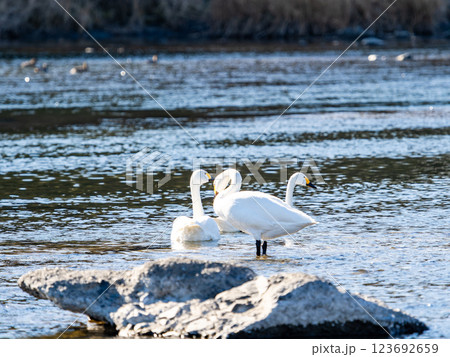 首都圏の荒川で越冬する優雅で美しい白鳥たち 123692659