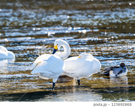 首都圏の荒川で越冬する優雅で美しい白鳥たち 123692668