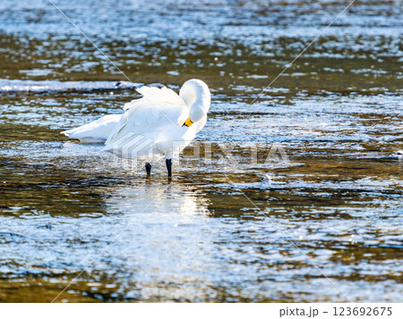 首都圏の荒川で越冬する優雅で美しい白鳥たち 123692675