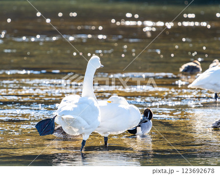 首都圏の荒川で越冬する優雅で美しい白鳥たち 123692678