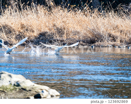 懸命に水面を走って飛び立つ2羽の白鳥 懸命に水面を走って飛び立つ2羽の白鳥 123692869