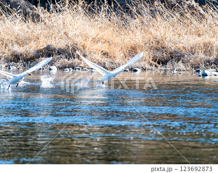 懸命に水面を走って飛び立つ2羽の白鳥 懸命に水面を走って飛び立つ2羽の白鳥 123692873