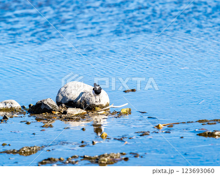 首都圏の荒川の水面で、餌を探すかわいいセグロセキレイ 123693060