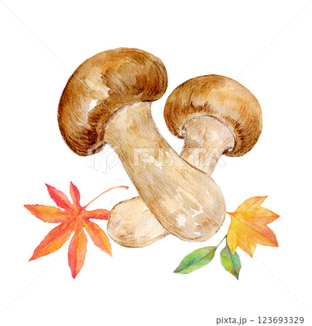 水彩イラスト　秋の味覚　松茸と紅葉 123693329