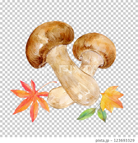 水彩イラスト　秋の味覚　松茸と紅葉 123693329
