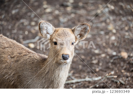 鹿 ニホンジカ 奈良市奈良公園 鹿 ニホンジカ 奈良市奈良公園 123693349