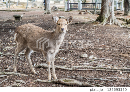 鹿 ニホンジカ  奈良市奈良公園  鹿 ニホンジカ  奈良市奈良公園  123693350