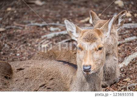鹿 ニホンジカ 奈良市奈良公園 鹿 ニホンジカ 奈良市奈良公園 123693358