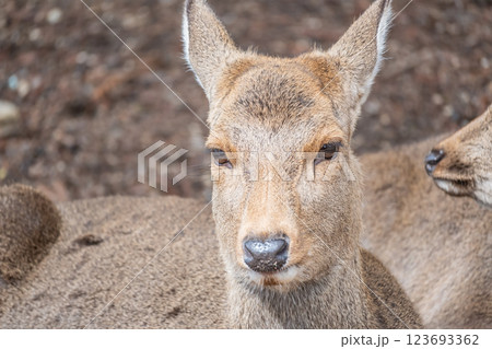 鹿　ニホンジカ　　奈良市奈良公園　 123693362