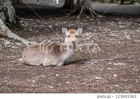 鹿 ニホンジカ  奈良市奈良公園  鹿 ニホンジカ  奈良市奈良公園  123693363