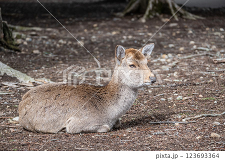 鹿　ニホンジカ　　奈良市奈良公園　 123693364