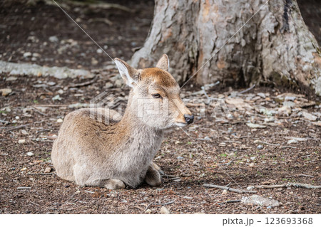 鹿　ニホンジカ　　奈良市奈良公園　 123693368
