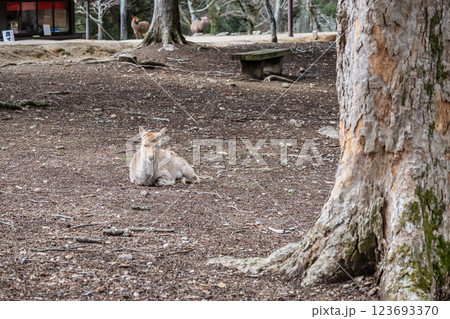 鹿　ニホンジカ　　奈良市奈良公園　 123693370