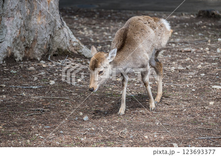 鹿　ニホンジカ　　奈良市奈良公園　 123693377