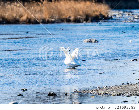 首都圏の荒川で越冬する優雅で美しい白鳥たち　羽ばたく姿 123693385