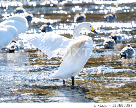 首都圏の荒川で越冬する優雅で美しい白鳥たち　羽ばたく姿 123693387