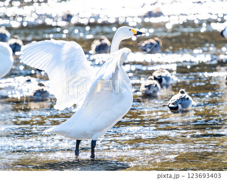 首都圏の荒川で越冬する優雅で美しい白鳥たち　羽ばたく姿 123693403