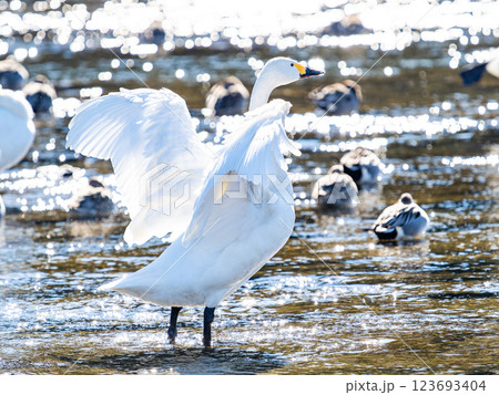 首都圏の荒川で越冬する優雅で美しい白鳥たち 羽ばたく姿 首都圏の荒川で越冬する優雅で美しい白鳥たち 羽ばたく姿 123693404