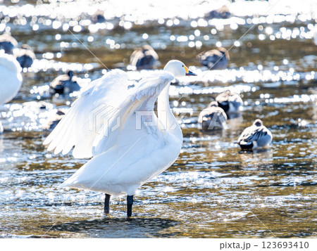 首都圏の荒川で越冬する優雅で美しい白鳥たち　羽ばたく姿 123693410