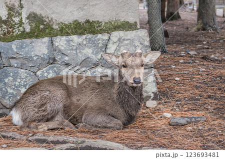 鹿 ニホンジカ(オス) 奈良市奈良公園 鹿 ニホンジカ(オス) 奈良市奈良公園 123693481