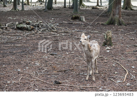 鹿 ニホンジカ 奈良市奈良公園 鹿 ニホンジカ 奈良市奈良公園 123693483
