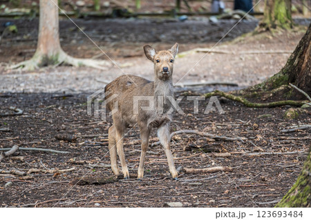 鹿 ニホンジカ 奈良市奈良公園 鹿 ニホンジカ 奈良市奈良公園 123693484