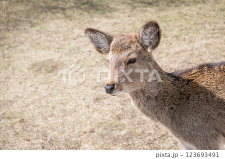 鹿　ニホンジカ　　奈良市奈良公園　 123693491