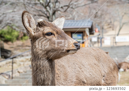 若草山山麓の鹿　ニホンジカ（オス）　　奈良市奈良公園　 123693502