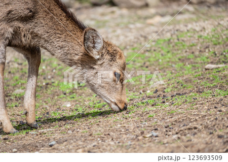 若草山山麓の鹿　ニホンジカ　　奈良市奈良公園　 123693509