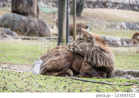 若草山山麓の鹿　ニホンジカ（オス）　　奈良市奈良公園　 123693522