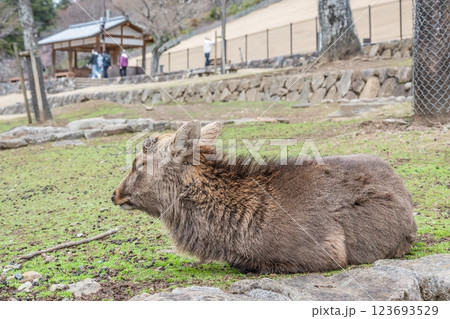 若草山山麓の鹿 ニホンジカ(オス)  奈良市奈良公園  若草山山麓の鹿 ニホンジカ(オス)  奈良市奈良公園  123693529