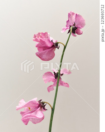 ピンク色のスイートピーの花 ピンク色のスイートピーの花 123693712