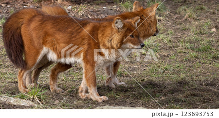 the Indian wild dogs 123693753