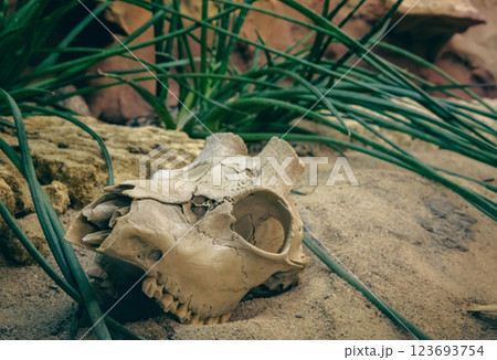 animal  scull in a sandy desert 123693754
