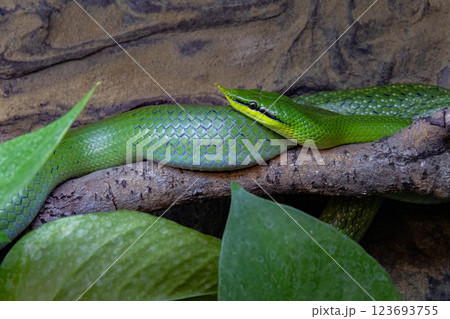 Vietnamese longnose snake (Gonyosoma boulengeri). 123693755