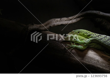 The Emerald tree monitor The Emerald tree monitor 123693756