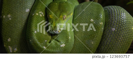 Emerald boa constrictor also known as the green tree boa. wide banner Emerald boa constrictor also known as the green tree boa. wide banner 123693757