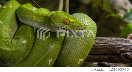 Emerald boa constrictor also known as the green tree boa. Emerald boa constrictor also known as the green tree boa. 123693760