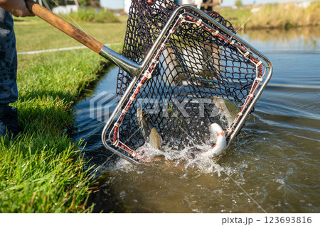 Catching Fish with a Net by the Serene, Calm Water on a Beautiful, Sunny Day Near the Pond 123693816