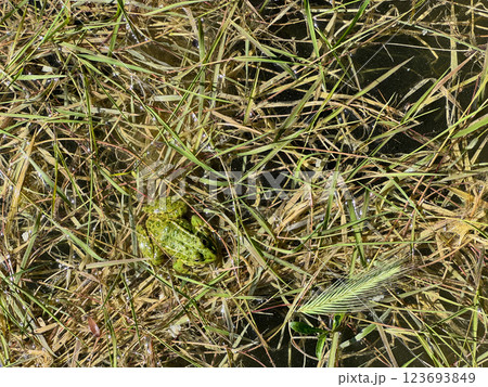 Green frog in swamp grass Green frog in swamp grass 123693849
