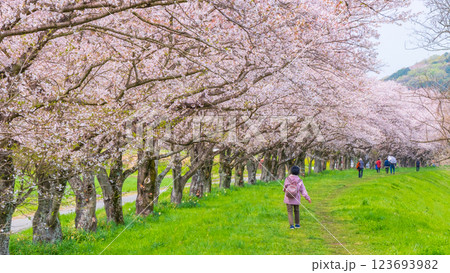 都幾川桜堤 123693982