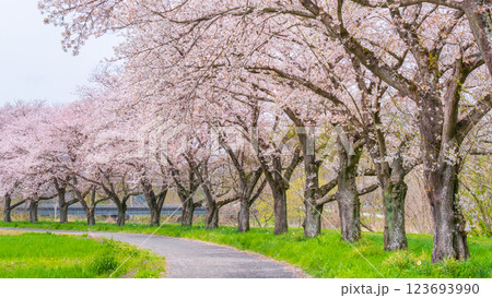 都幾川桜堤 都幾川桜堤 123693990