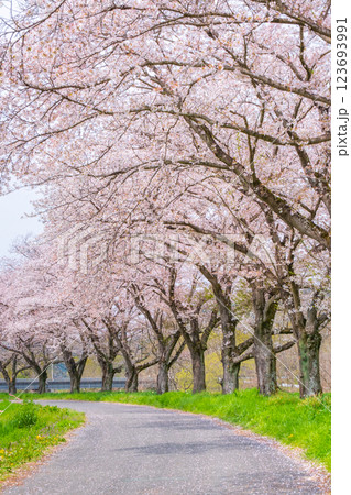 都幾川桜堤 都幾川桜堤 123693991