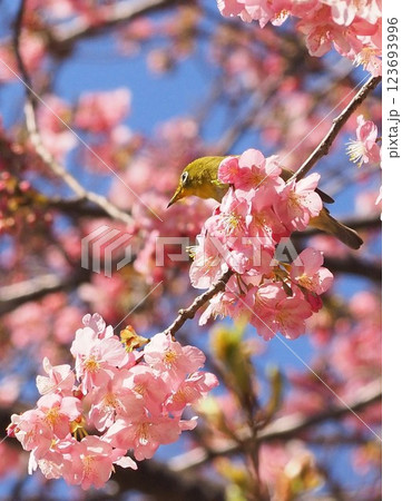 静岡県　河津桜とメジロ　3月 123693996