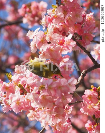 静岡県　河津桜とメジロ　3月 123693997